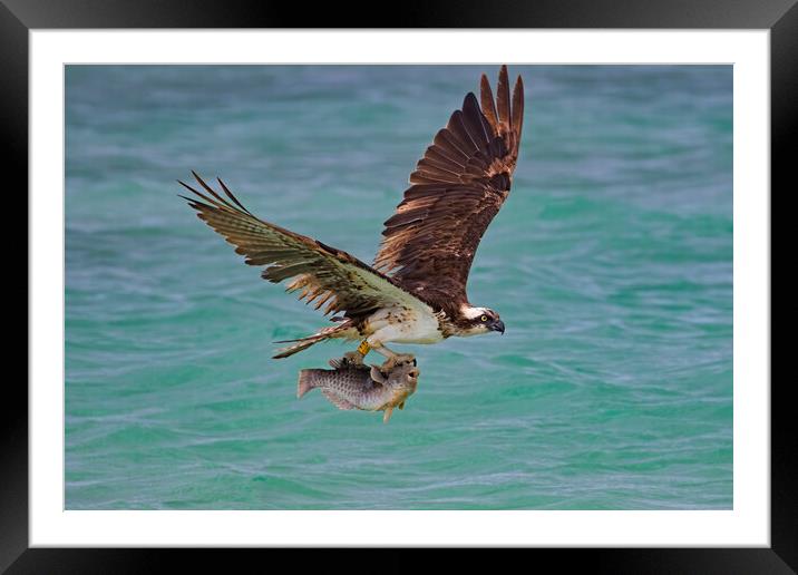 Western Osprey with Fish Framed Mounted Print by Arterra 