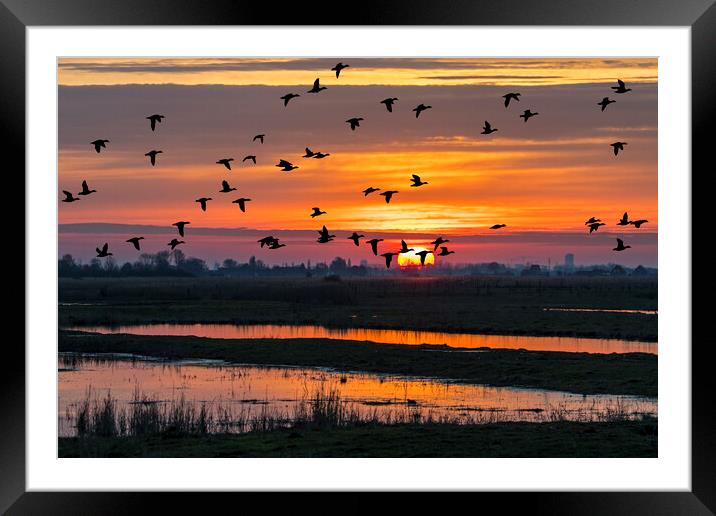 Ducks Taking Off at Sunset Framed Mounted Print by Arterra 