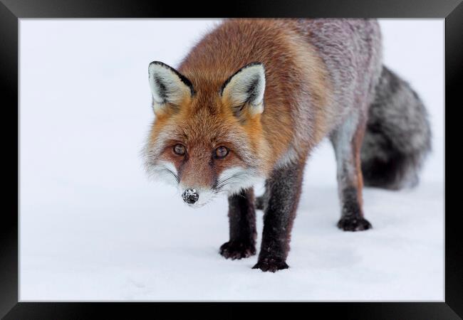Curious Red Fox in Winter Framed Print by Arterra 