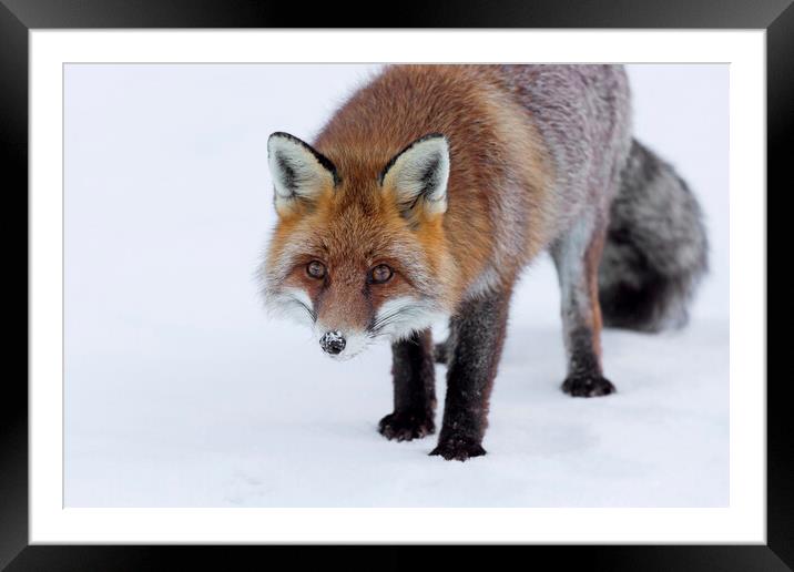 Curious Red Fox in Winter Framed Mounted Print by Arterra 