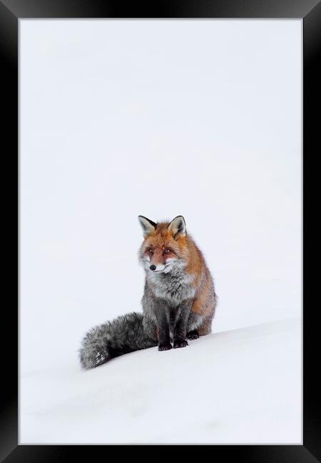 Red Fox Sitting in the Snow Framed Print by Arterra 