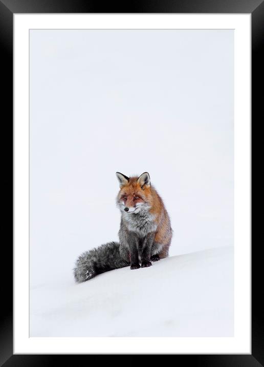 Red Fox Sitting in the Snow Framed Mounted Print by Arterra 