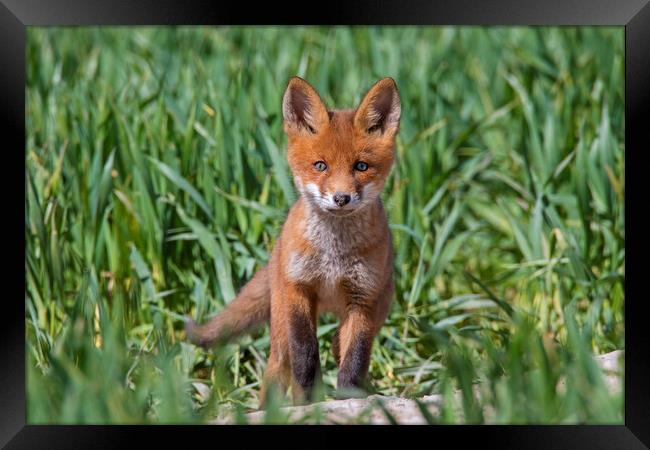 Curious Red Fox Kit Framed Print by Arterra 