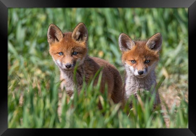 Two Cute Young Red Foxes Framed Print by Arterra 