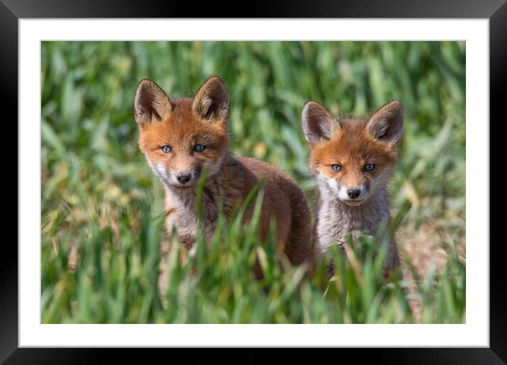 Two Cute Young Red Foxes Framed Mounted Print by Arterra 