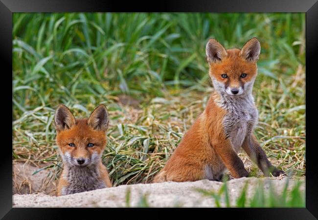 Two Red Fox Cubs at Den Framed Print by Arterra 