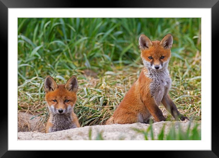 Two Red Fox Cubs at Den Framed Mounted Print by Arterra 