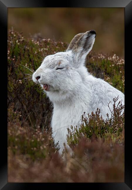 Yawning Mountain Hare Framed Print by Arterra 
