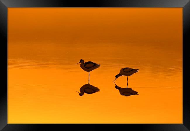 Two Pied Avocets in Lake at Sunset Framed Print by Arterra 