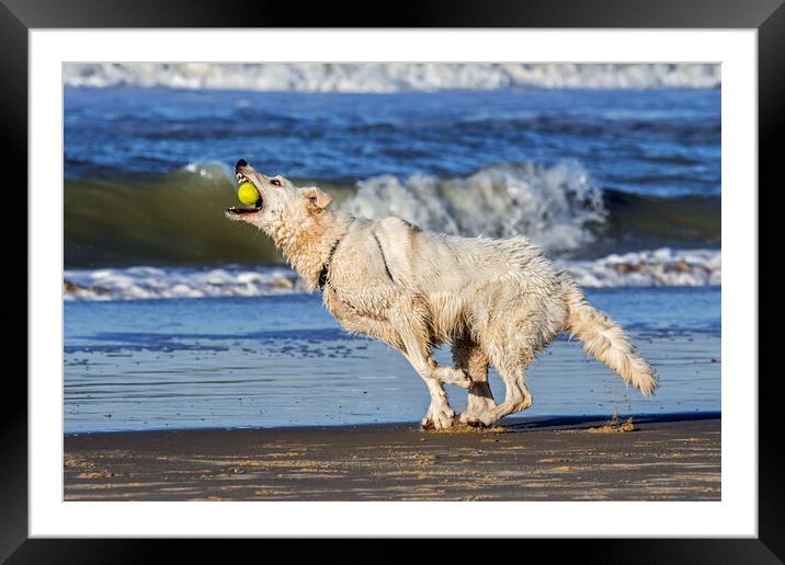 White Swiss Shepherd Dog Catching Ball Framed Mounted Print by Arterra 