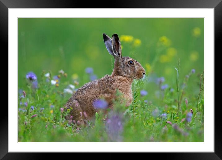 Brown Hare in Meadow Framed Mounted Print by Arterra 