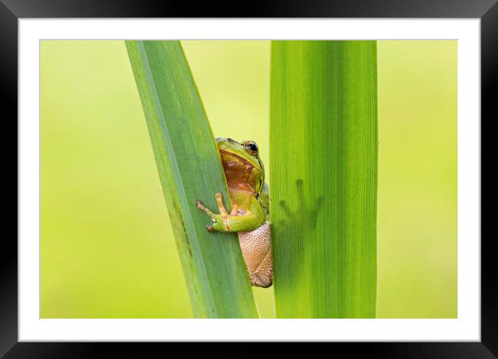 European Tree Frog Framed Mounted Print by Arterra 