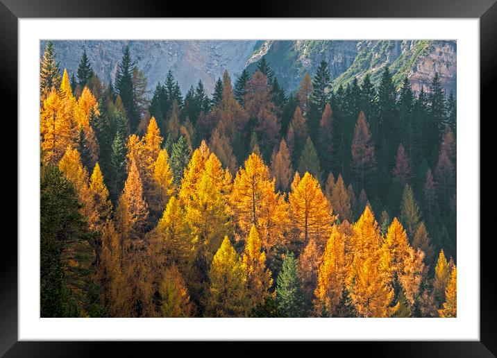 Larch Trees in Autumn Forest Framed Mounted Print by Arterra 