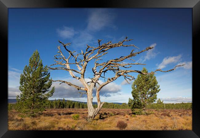 Dead Scots Pine Tree in the Cairngorms, Scotland Framed Print by Arterra 