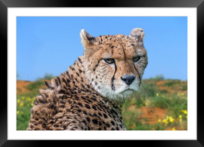 Cheetah Framed Mounted Print by Arterra 