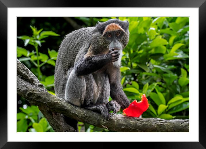 De Brazza's Monkey in Tree Framed Mounted Print by Arterra 