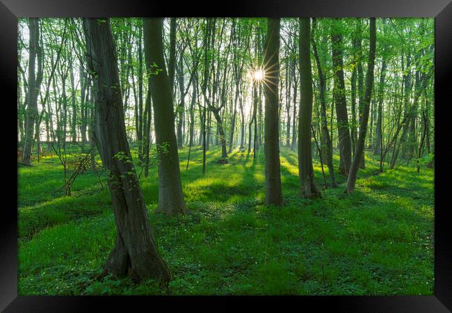 Beech Forest in Spring Framed Print by Arterra 