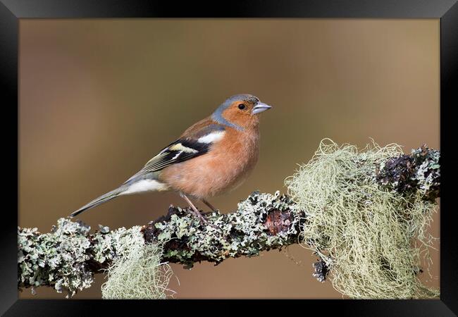 Chaffinch Male Perched in Tree Framed Print by Arterra 