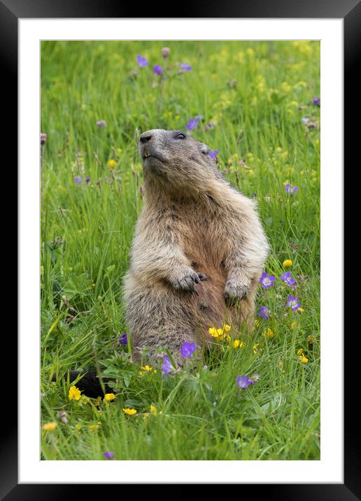 Alpine Marmot in Meadow Framed Mounted Print by Arterra 