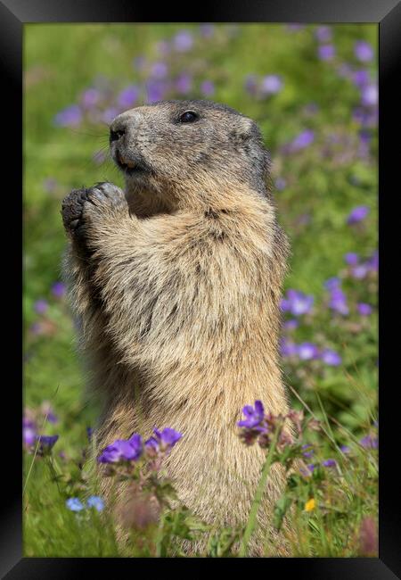 Marmot in Summer Meadow Framed Print by Arterra 