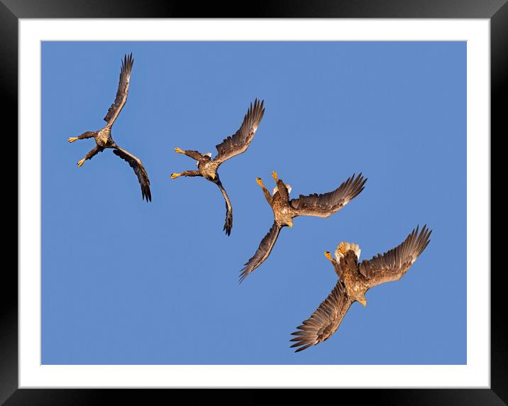 Diving White-Tailed Eagle Framed Mounted Print by Arterra 