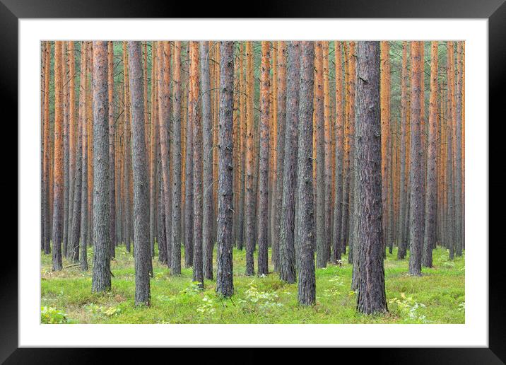 Scots Pine Trees in Forest Framed Mounted Print by Arterra 