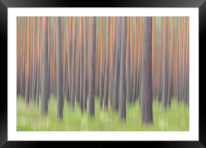 Tree Trunks in Forest Framed Mounted Print by Arterra 