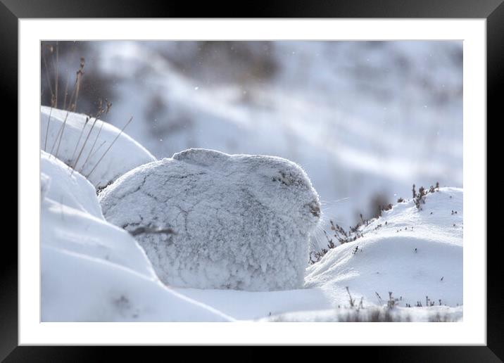 Mountain Hare during Snowstorm Framed Mounted Print by Arterra 
