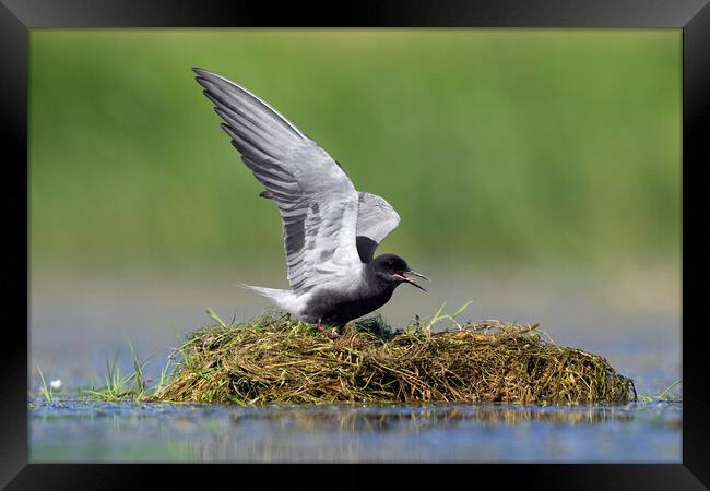 Black Tern on Nest Framed Print by Arterra 