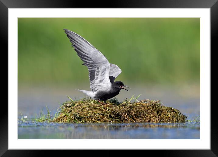 Black Tern on Nest Framed Mounted Print by Arterra 