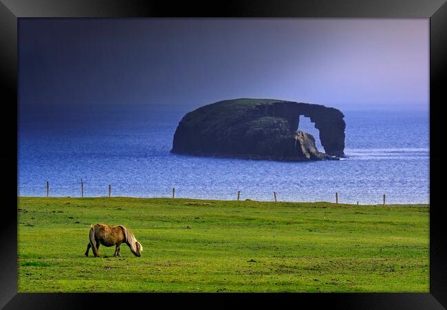 Dore Holm and Shetland Pony during Downpour Framed Print by Arterra 