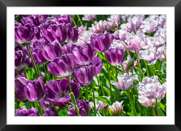 Purple and Pink Tulips Framed Mounted Print by Arterra 