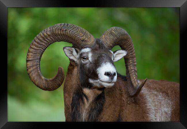 European Mouflon Ram Framed Print by Arterra 