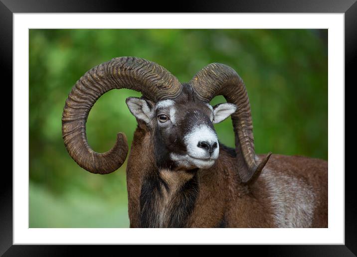 European Mouflon Ram Framed Mounted Print by Arterra 