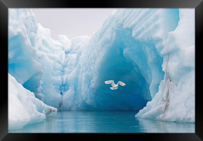 Black-Legged Kittiwake and Iceberg Framed Print by Arterra 