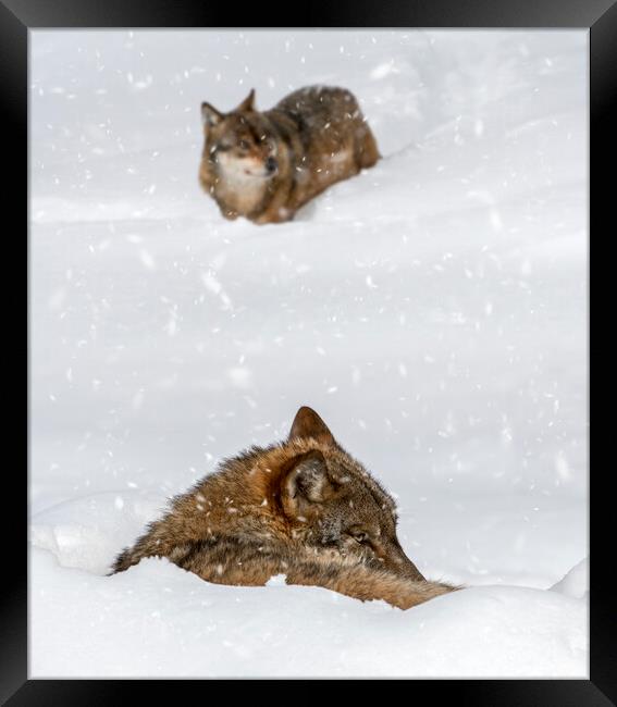 Two Wolves in the Snow in Winter Framed Print by Arterra 