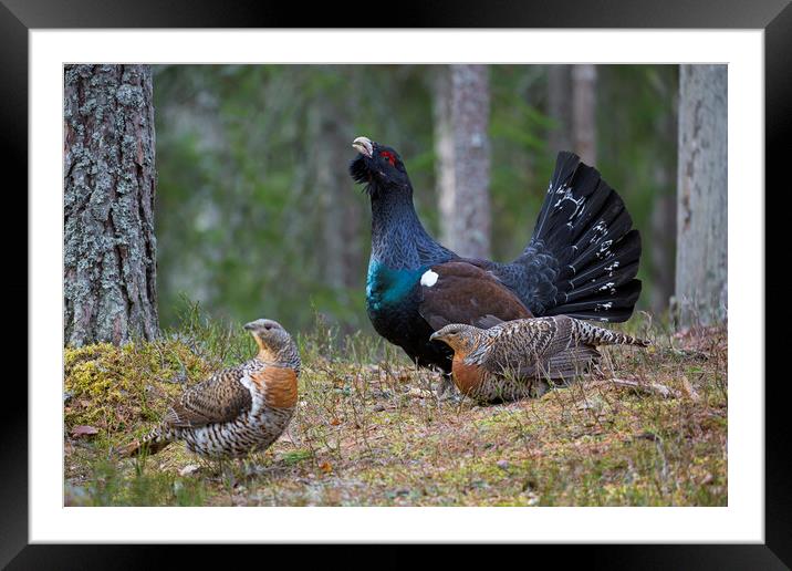 Western Capercaillie Cock and Hens Framed Mounted Print by Arterra 