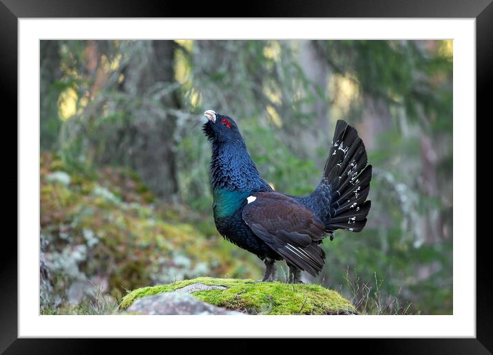 Western Capercaillie in Forest Framed Mounted Print by Arterra 