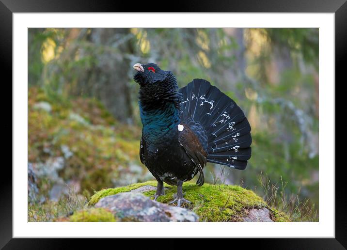 Western Capercaillie Cock Framed Mounted Print by Arterra 