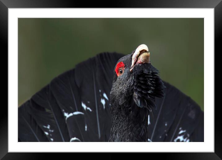 Western Capercaillie Framed Mounted Print by Arterra 