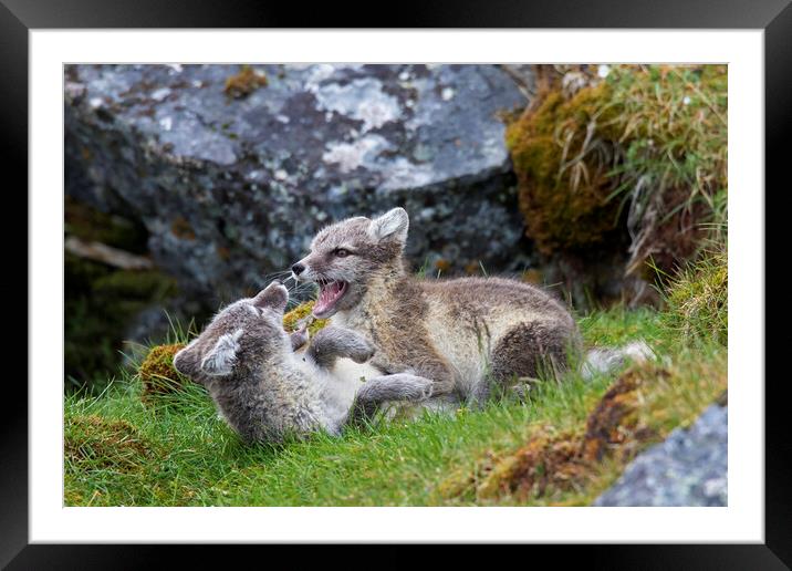 Two Arctic Fox Kits Playing Framed Mounted Print by Arterra 