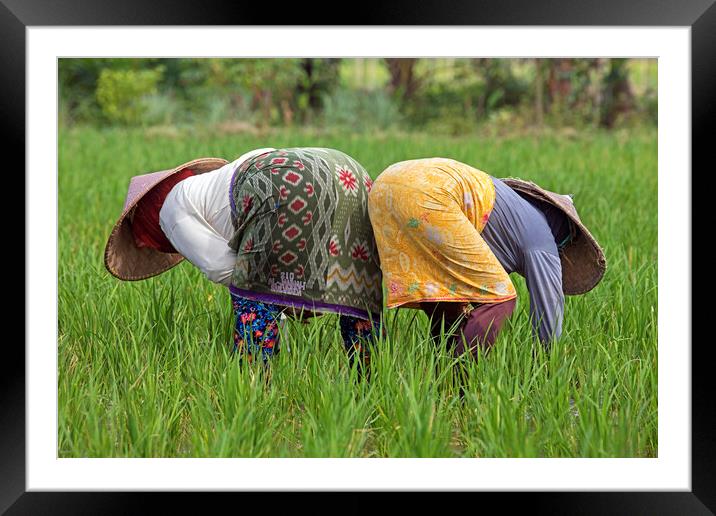 Two Indonesian Women Working in Rice Field Framed Mounted Print by Arterra 
