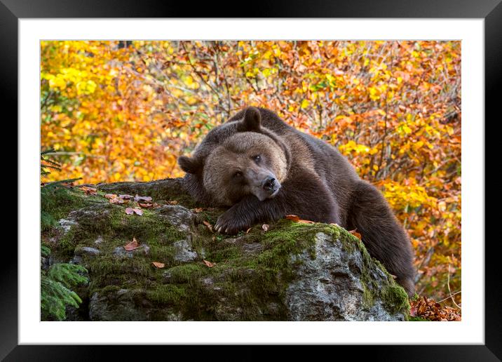 European Brown Bear in Autumn Forest Framed Mounted Print by Arterra 