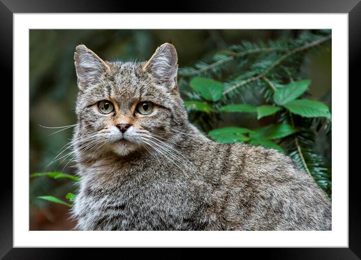European Wild Cat Framed Mounted Print by Arterra 