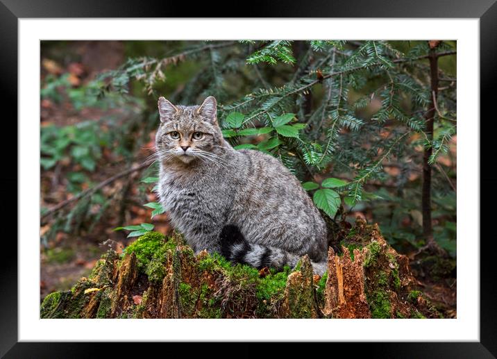 European Wild Cat in Forest Framed Mounted Print by Arterra 