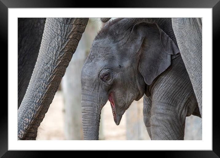 Laughing Elephant Calf Framed Mounted Print by Arterra 