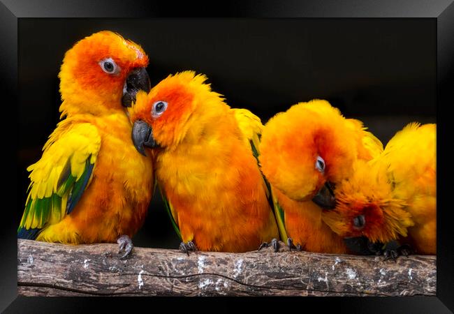 Sun Parakeets Grooming Framed Print by Arterra 