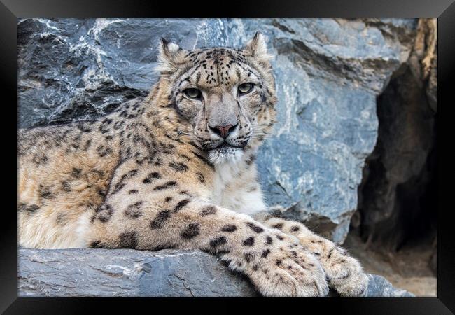 Snow Leopard Resting in Rock Face Framed Print by Arterra 