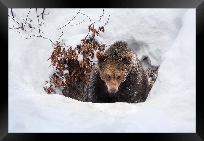 Young Brown Bear Leaving Winter Den Framed Print by Arterra 