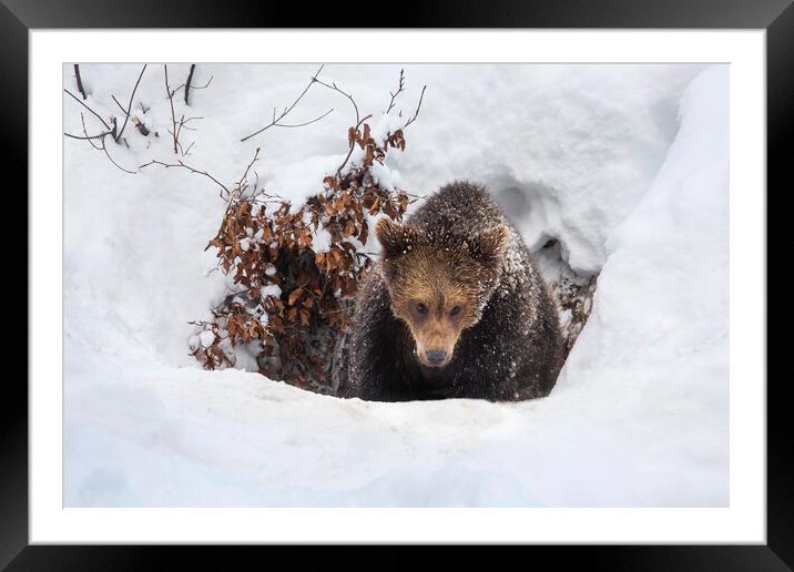 Young Brown Bear Leaving Winter Den Framed Mounted Print by Arterra 